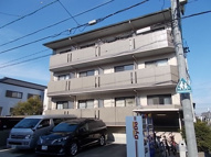 サンシャイン白菊の画像