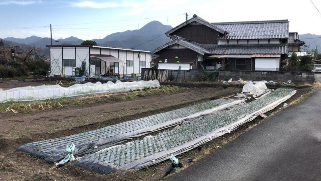新郷近藤邸のその他|畑
