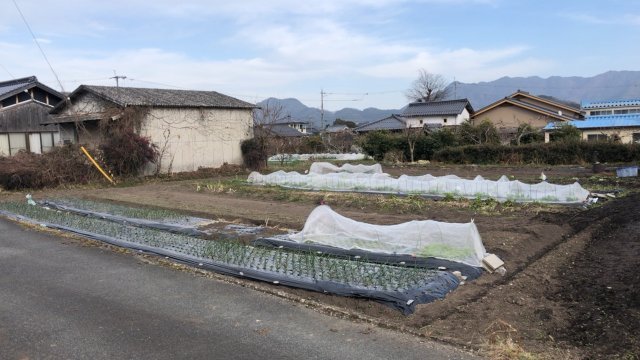新郷近藤邸のその他|畑