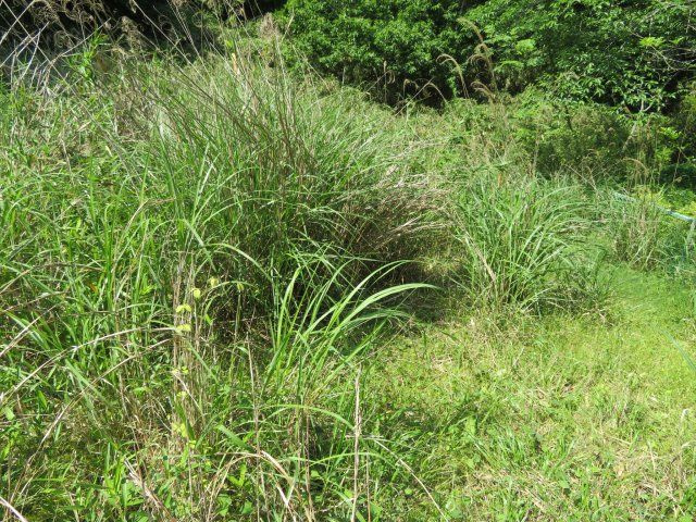 玉巻國久昌生さん土地の前面道路含む現地写真