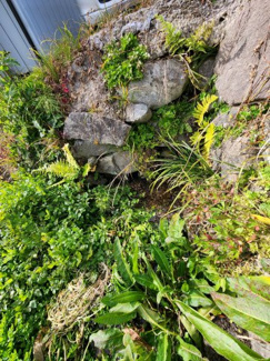  | 岩本町土地②