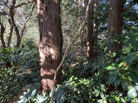 【外観】 | 大室高原別荘地　売地