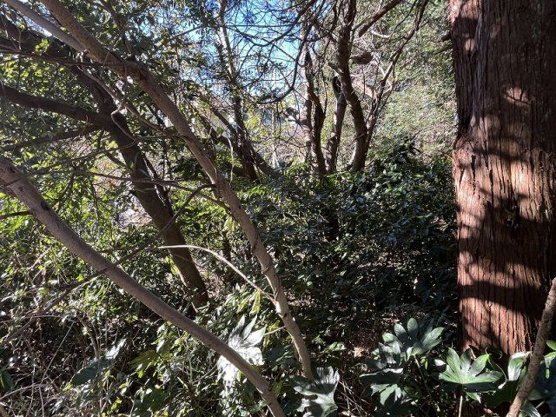 【外観】 | 大室高原別荘地　売地