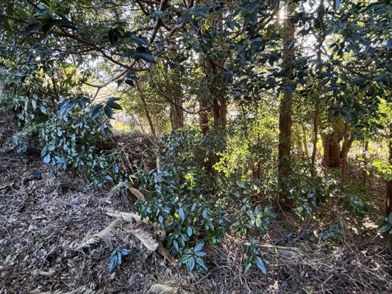 【外観】 | 大室高原別荘地　売地