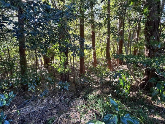 【外観】 | 大室高原別荘地　売地