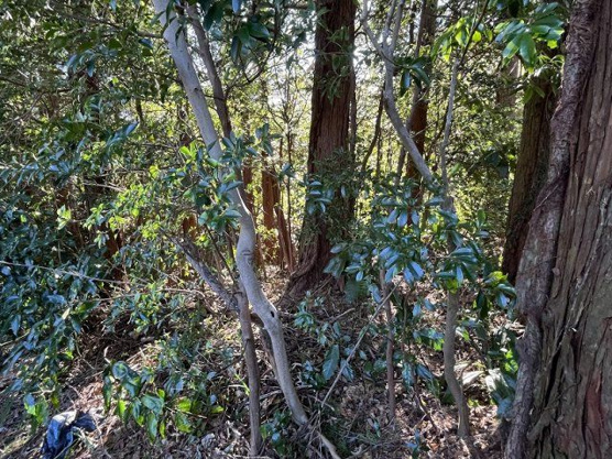 【外観】 | 大室高原別荘地　売地