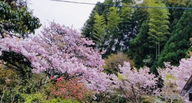 七山池原売家の庭