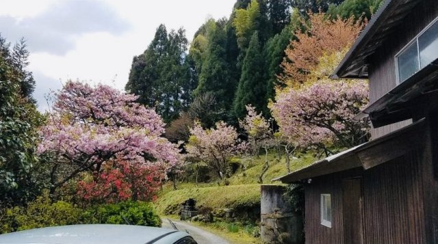 七山池原売家の庭