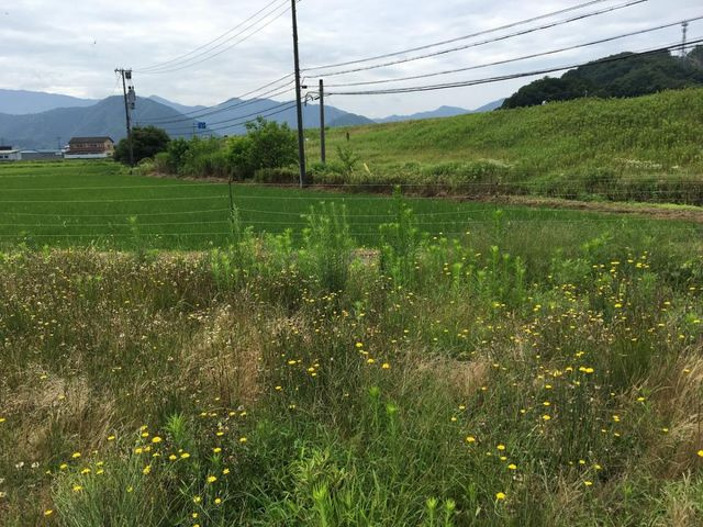 売土地 出石町宮内　６区画　55坪の外観|外観写真