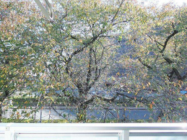 リブリ・myuの展望