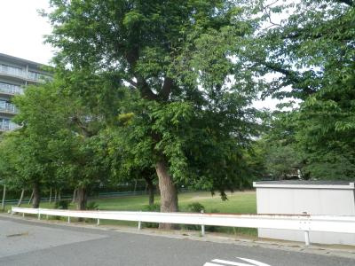 【外観パース】 | オークランドハイツ