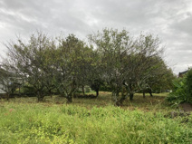 さつま町神子　土地の画像