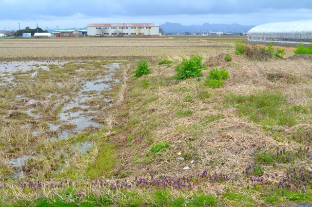 出雲市平田町の売地の外観|東側・南側水田あり