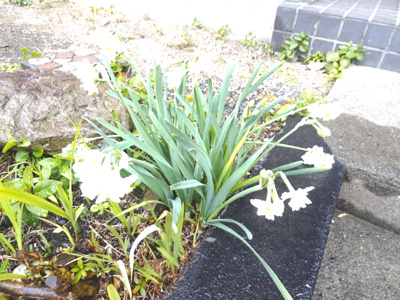 【庭】 | 中古　京王相模原線　JR横浜線　相模線　橋本駅　若葉台