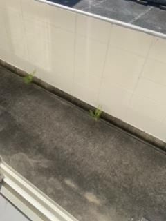 和泉市唐国町１丁目のハイツのバルコニー|外からの目が気にならないバルコニーで洗濯物が干せます