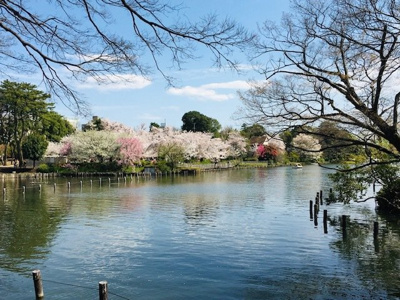 洗足池公園