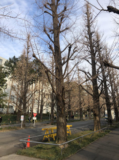 大学