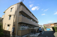 ステラの画像