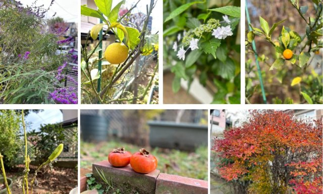 新座市畑中3丁目戸建の庭|さまざな植物とともに穏やかな暮らし
素敵なお庭です。