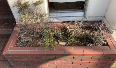 【庭】 | ポケットハイツ本厚木