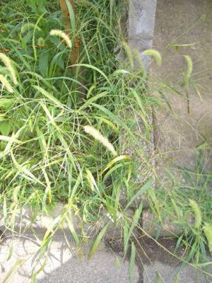 【外観】 | 日新町売地