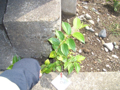 【周辺】 | 日新町売地