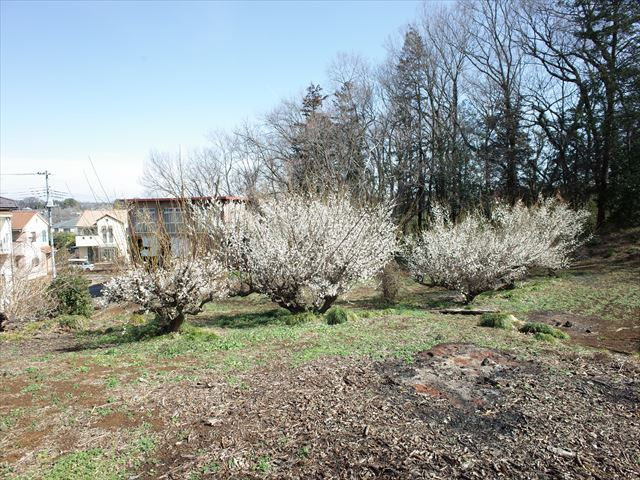 東松山市松山　土地1030坪の外観