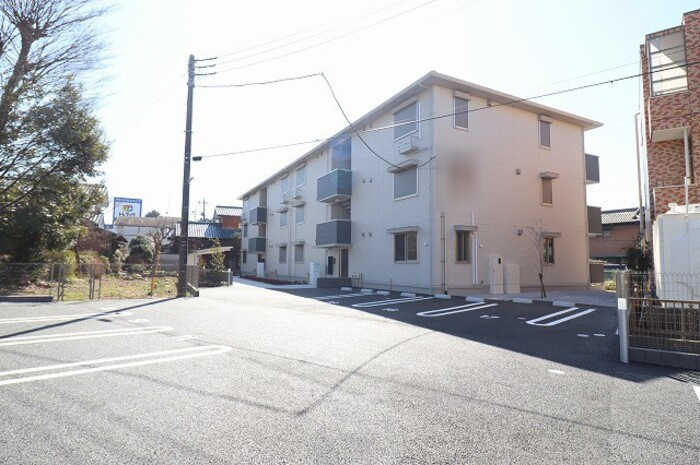 コットン フローラ