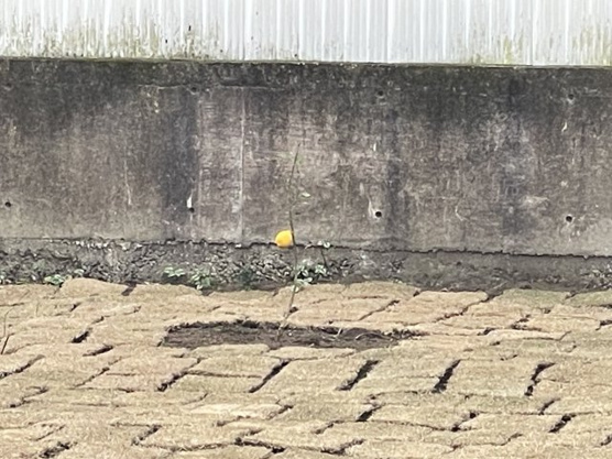 【その他】 | 伊東市吉田　中古戸建