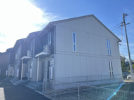 ブルースターの画像