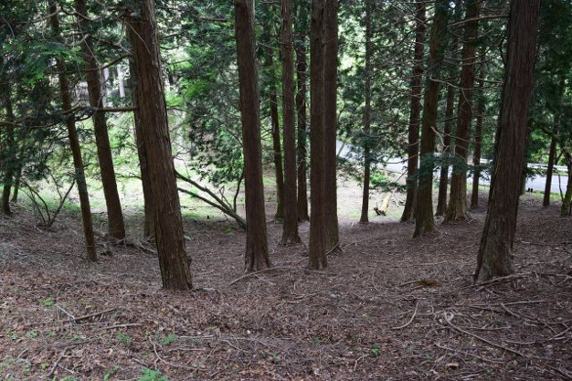 【外観】 | 東急天城高原別荘地　売地
