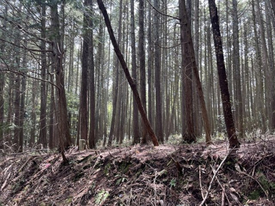 【周辺】 | 多可町中区高岸　山林