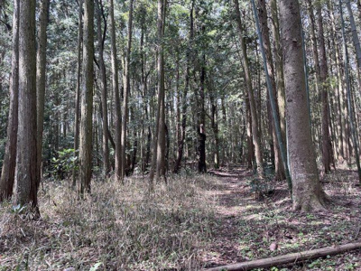 【周辺】 | 多可町中区高岸　山林