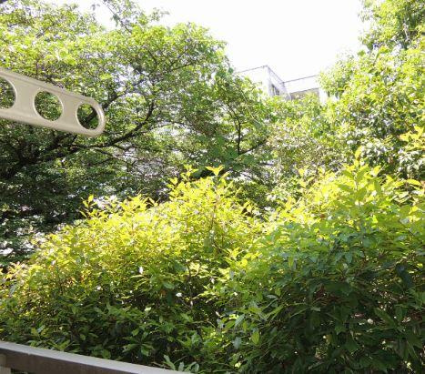 川崎市多摩区中野島１丁目のアパートのバルコニー