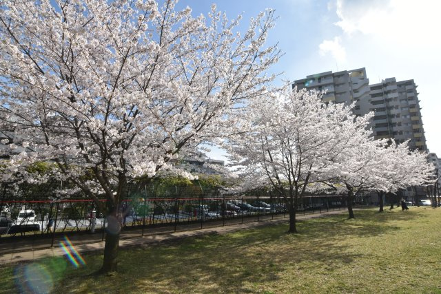 目の前で桜がきれいに咲いています。マンションの前でみなさんお花見をされておりました。
