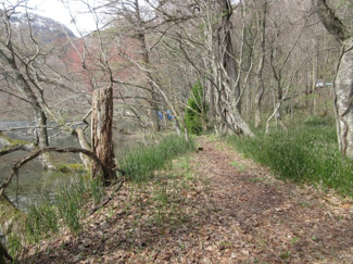 【周辺】 | 小坂町十和田湖字大川岱・土地