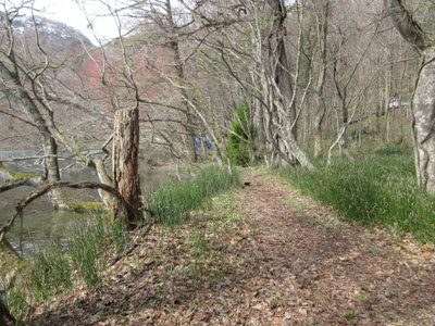 【周辺】 | 小坂町十和田湖字大川岱・土地