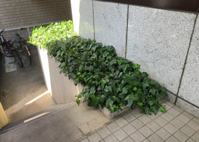 【中庭】 | メゾン・ド・ノア元横山 | 中庭（パティオ）とは、一つの建築物の内部に設けられた、壁などで囲われている庭のことを指します。コの字型、ロの字型が主流ですが、L字型の中庭もあります。最近では、インテリア性の高さからも人気があります。