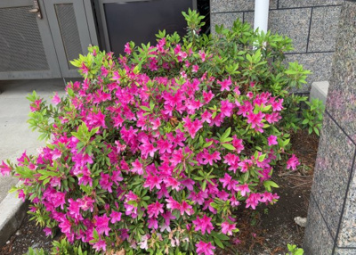 【庭】 | グランパーク京王橋本 | 物件によっては、入居者が個人的に使用できる専用庭がついているものもあります。また、住宅の中にある土間の部分を庭と呼ぶこともあります。庭の用途は住む人によって変わり、それによってデザインもさまざまです。