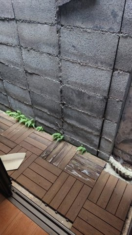 京都市上京区仁和寺街道千本東入西富仲町の一戸建ての庭