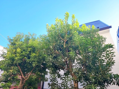 【展望】 | パストラル駒沢