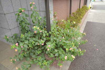 【庭】 | ドゥーブルリッチ町田