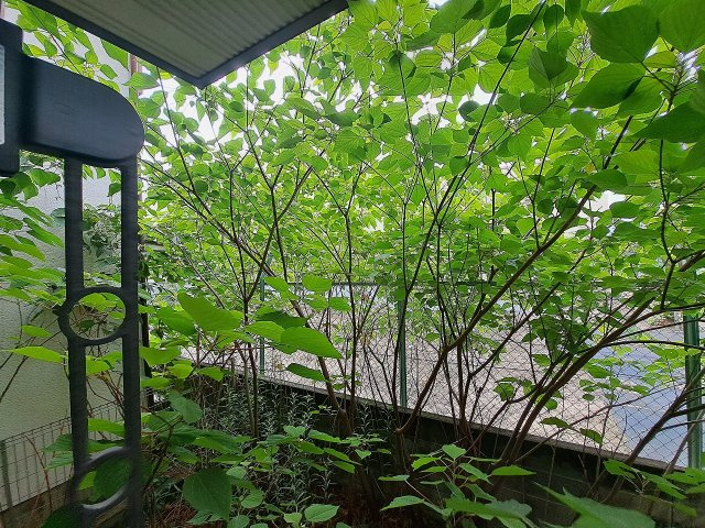 ピュアコート甲子園の庭