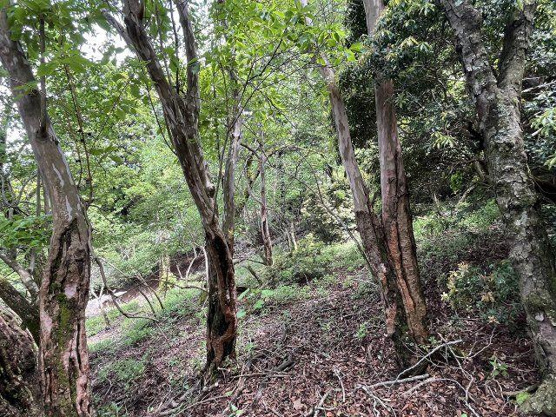 【外観】 | 東急天城高原別荘地　売地