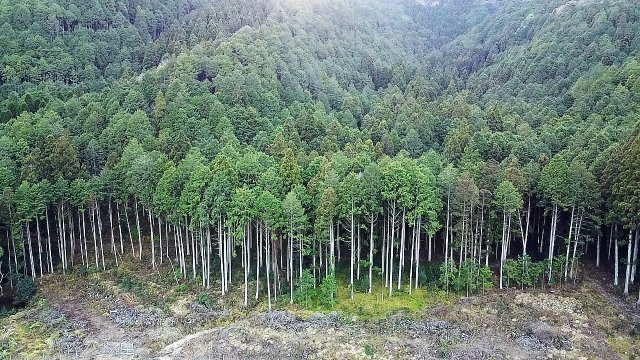 小野尻売り山林