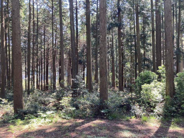 小野尻売り山林の外観|外観は落ち着いています