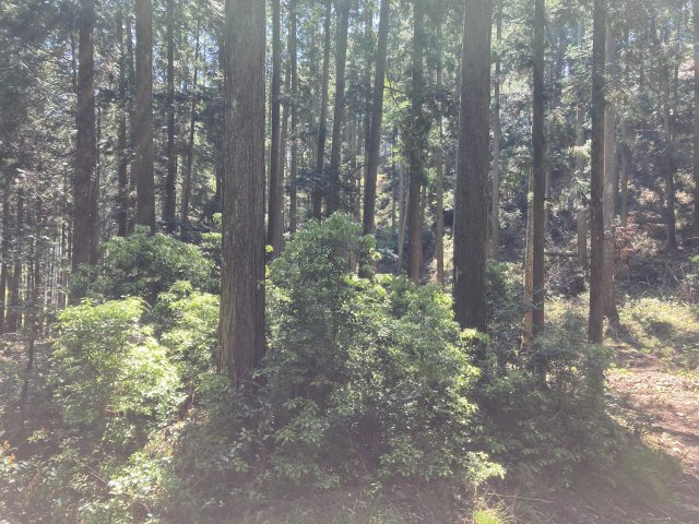 小野尻売り山林の外観|フローリングだけでなく、和室もあります