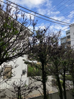 【展望】 | メゾンブランシュ