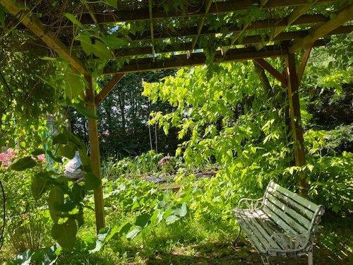 標茶町常盤　中古住宅の外観|藤棚の下でゆったり過ごすのも良いですね