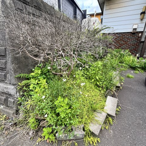 室蘭市みゆき町2丁目2-6の庭